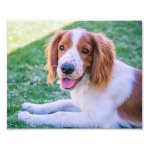 Foto-Druck WaliserSpringerspaniel-  Fotodruck
