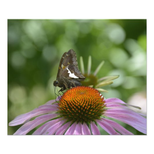 FOTO-DRUCKEN FOTODRUCK (Vorne)