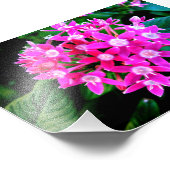 Foto drucken schöne rosa Blume (Ecke)