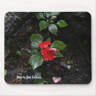 Foto durch John Tammaro Mousepad