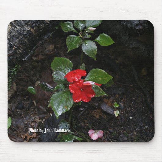 Foto durch John Tammaro Mousepad (Vorne)