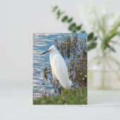 Foto Egret Postkarte (Stehend Vorderseite)