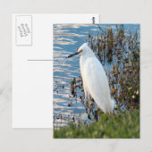 Foto Egret Postkarte (Vorne/Hinten)