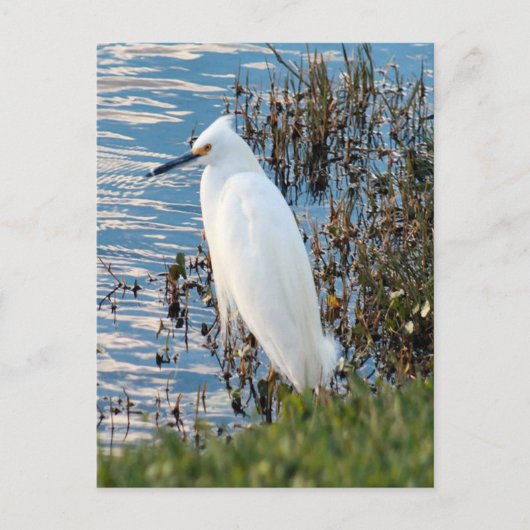 Foto Egret Postkarte (Vorderseite)