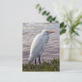 Foto Egret Postkarte (Stehend Vorderseite)