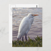 Foto Egret Postkarte (Vorne/Hinten)