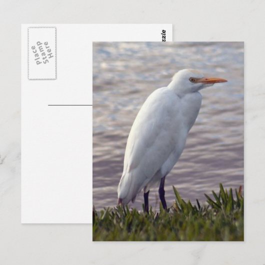 Foto Egret Postkarte (Vorne/Hinten)