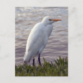 Foto Egret Postkarte (Vorderseite)