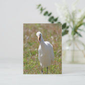 Foto Egret Postkarte (Stehend Vorderseite)