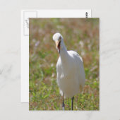 Foto Egret Postkarte (Vorne/Hinten)