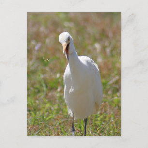 Foto Egret Postkarte