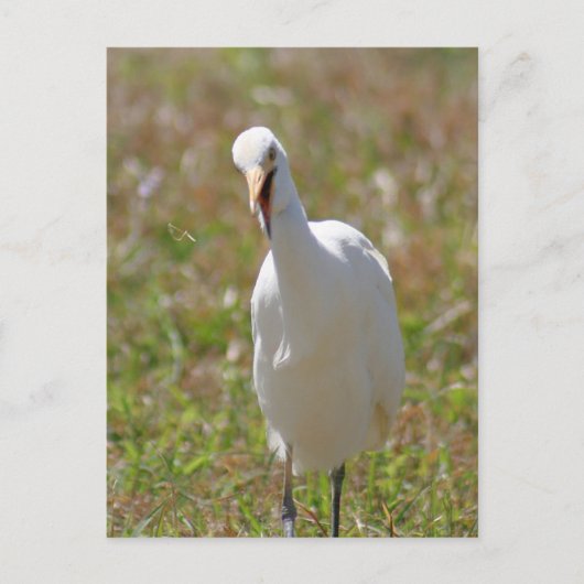 Foto Egret Postkarte (Vorderseite)