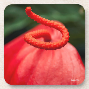 Foto eine rote Blume Getränkeuntersetzer
