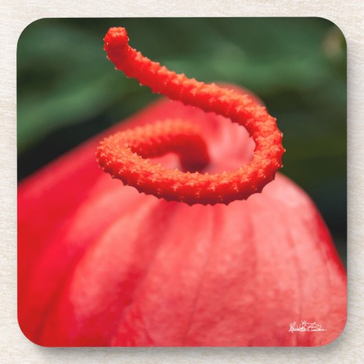Foto eine rote Blume Getränkeuntersetzer (Vorderseite)