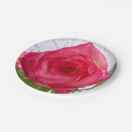 Foto einer auf einer Papiertafel nahen Rose Pappteller (Schrägansicht)