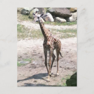 Foto einer Babygiraffe, die in der Natur spazieren Postkarte