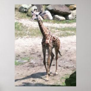 Foto einer Babygiraffe, die in Naturplakaten spazi Poster