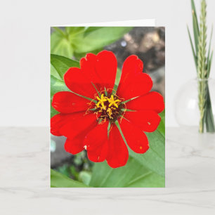 Foto einer Blume aus Neuengland Leere Grußkarte Karte