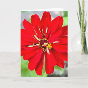 Foto einer Blume aus New England Blank Gruß Karte