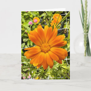 Foto einer Blume aus New England Blank Gruß Karte