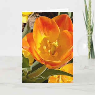 Foto einer Blume aus New England Leere Grußkarte Karte