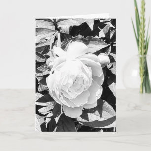 Foto einer Blume aus New England Leere Grußkarte Karte