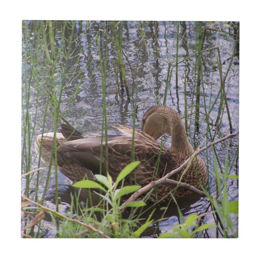 Foto einer Ente Fliese (Vorderseite)