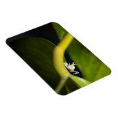 Foto einer jungen Orchideenmantis Magnet (Rechte Seite)