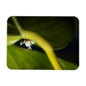 Foto einer jungen Orchideenmantis Magnet (Horizontal)