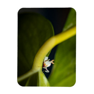 Foto einer jungen Orchideenmantis Magnet