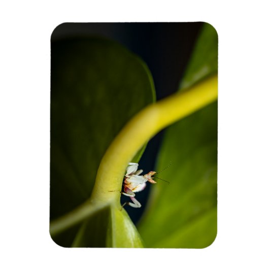 Foto einer jungen Orchideenmantis Magnet (Vertikal)
