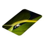 Foto einer jungen Orchideenmantis Magnet (Linke Seite)