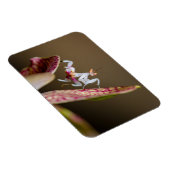 Foto einer jungen Orchideenmantis Magnet (Rechte Seite)