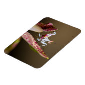 Foto einer jungen Orchideenmantis Magnet (Linke Seite)