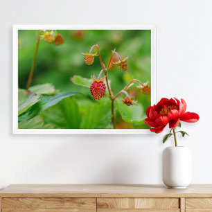 Foto einer roten Walderdbeere, die noch im Garten  Poster