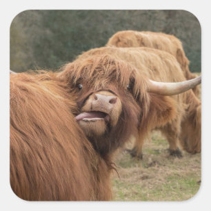 Foto einer schottischen Highland-Kuh Quadratischer Aufkleber