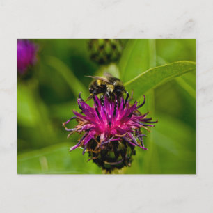 Foto einer wunderschönen lila Blume mit Honigbiene Postkarte