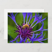 Foto einer wunderschönen lila Blume mit Honigbiene Postkarte (Vorne/Hinten)