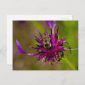 Foto einer wunderschönen lila Blume mit Honigbiene Postkarte (Vorne/Hinten)