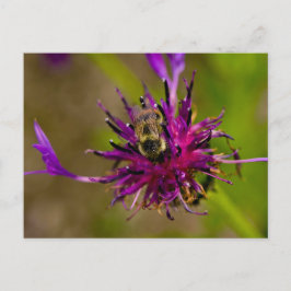 Foto einer wunderschönen lila Blume mit Honigbiene Postkarte
