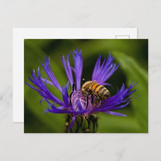 Foto einer wunderschönen lila Blume mit Honigbiene Postkarte (Vorne/Hinten)