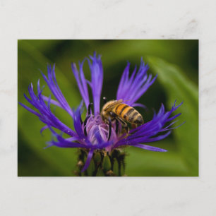 Foto einer wunderschönen lila Blume mit Honigbiene Postkarte
