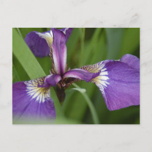 Foto einer wunderschönen, lila Iris-Blume Postkarte