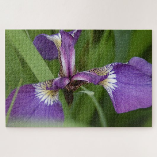 Foto einer wunderschönen, lila Iris-Blume Puzzle (Horizontal)