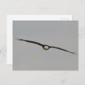 Foto eines Adlers, den ich in Dubuque, Iowa, aufge Postkarte (Vorne/Hinten)