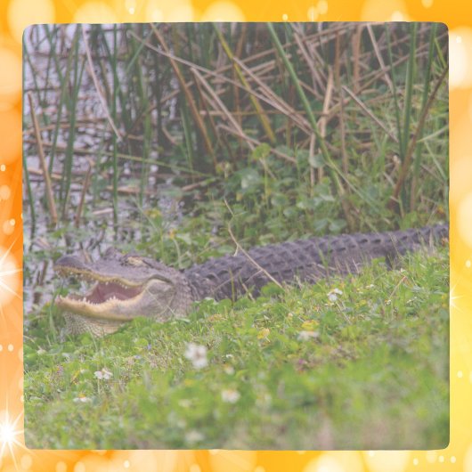 Foto eines Alligators im Gras der Feuchtgebiete Steinuntersetzer