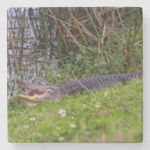 Foto eines Alligators im Gras der Feuchtgebiete Steinuntersetzer (Vorderseite)