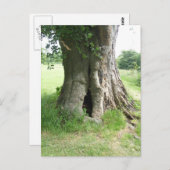 Foto eines Baumes Postkarte (Vorne/Hinten)
