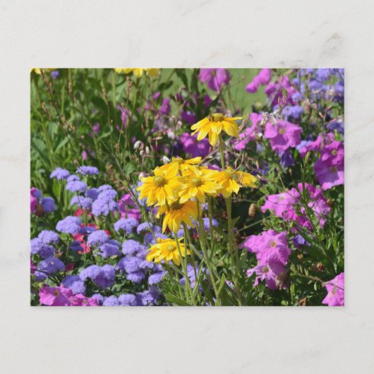 Foto eines Haufen wunderschöner farbiger Blume Postkarte (Vorderseite)