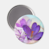 Foto eines Hübschen Lila Frühlingskrokus Magnet (Vorderseite/Rückseite)